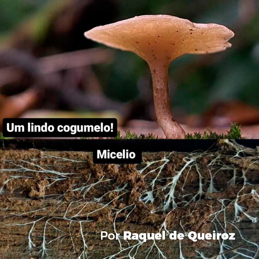 O que é o micélio?