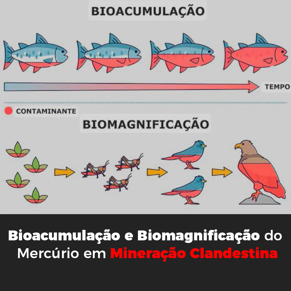 Bioacumulação e Biomagnificação do Mercúrio em Mineração Clandestina